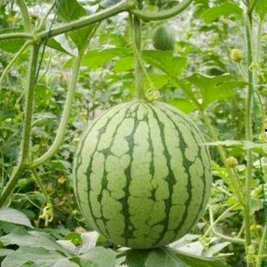 湖州站夫妻吃瓜,一场意外的“瓜田”奇遇